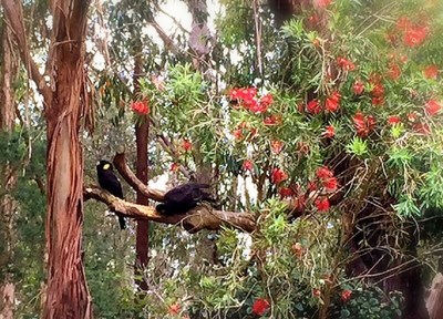 Black cockatoos visiting the property