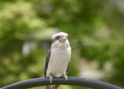 A young kookaburra having a rest in the garden